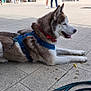 husky, dog, pet, harness, leash, collar, pavement, sidewalk, tongue_out, panting, lying_down, resting, fur, urban, outdoor, person_legs, shoes, shadow, tiled_ground, blue_harness