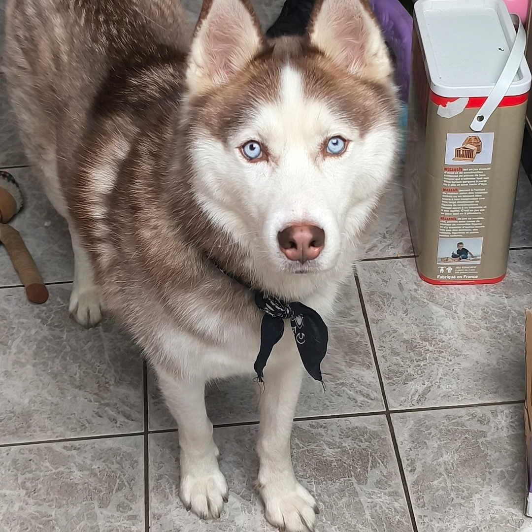 Dikson participe au concours pour gagner de l'argent avec cette photo : alert, animal, bandana, blue_eyes, canine, companion, curious, dog, domestic, ears_up, four_legs, fur, household, indoor, looking_up, pet, siberian_husky, standing, tile_floor, toy