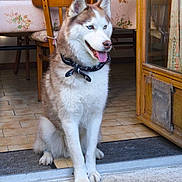 Dikson a rejoint le concours — aidez-le/la à gagner de superbes lots ! dog, husky, pet, blue_eyes, sitting, tongue_out, bandana, collar, doorway, tile_floor, porch, paws, wooden_chair, table, tablecloth, bottle, glass_door, curtain, mat, indoor