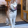 dog, husky, pet, blue_eyes, sitting, tongue_out, bandana, collar, doorway, tile_floor, porch, paws, wooden_chair, table, tablecloth, bottle, glass_door, curtain, mat, indoor
