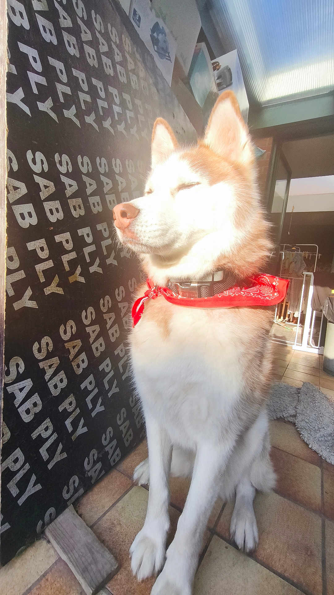 Dikson a rejoint le concours — aidez-le/la à gagner de superbes lots ! dog, husky, pet, red_bandana, sunlight, overexposed, portrait, sitting, floor_tiles, indoor, plywood_board, repeating_text, collar, fur, ears, nose, paws, sunbeam, laundry_rack, cozy