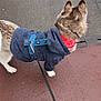 Dikson participe au concours pour gagner de l'argent avec cette photo : dog, husky, leash, harness, jacket, bandana, pavement, sidewalk, rainy, wet_surface, boot, person_shoes, walking, pet, canine, fur, ears, street, outdoor, accessory