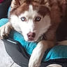 Dikson a rejoint le concours — aidez-le/la à gagner de superbes lots ! animal, blue_eyes, brown_and_white, canine, cushion, dog, domestic_animal, ears_up, floor, furniture, home, husky, indoor, looking_at_camera, paw, pet_bed, relaxed, resting, snout, tile_floor