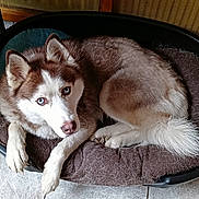 Dikson a rejoint le concours — aidez-le/la à gagner de superbes lots ! animal, bed, black_shelf, blue_eyes, canine, cozy, dog, domestic, floor_tiles, fur, household, husky, indoor, looking_up, paw, pet_bed, relaxed, resting, toy, white_bag