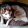 animal, bed, black_shelf, blue_eyes, canine, cozy, dog, domestic, floor_tiles, fur, household, husky, indoor, looking_up, paw, pet_bed, relaxed, resting, toy, white_bag