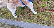 Dikson participe au concours pour gagner de l'argent avec cette photo : alert, animal, canine, daytime, dog, ears, fur, grass, harness, hedge, husky, leash, nature, outdoor, park, pet, pole, sidewalk, tail, walking
