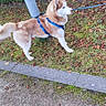 alert, animal, canine, daytime, dog, ears, fur, grass, harness, hedge, husky, leash, nature, outdoor, park, pet, pole, sidewalk, tail, walking