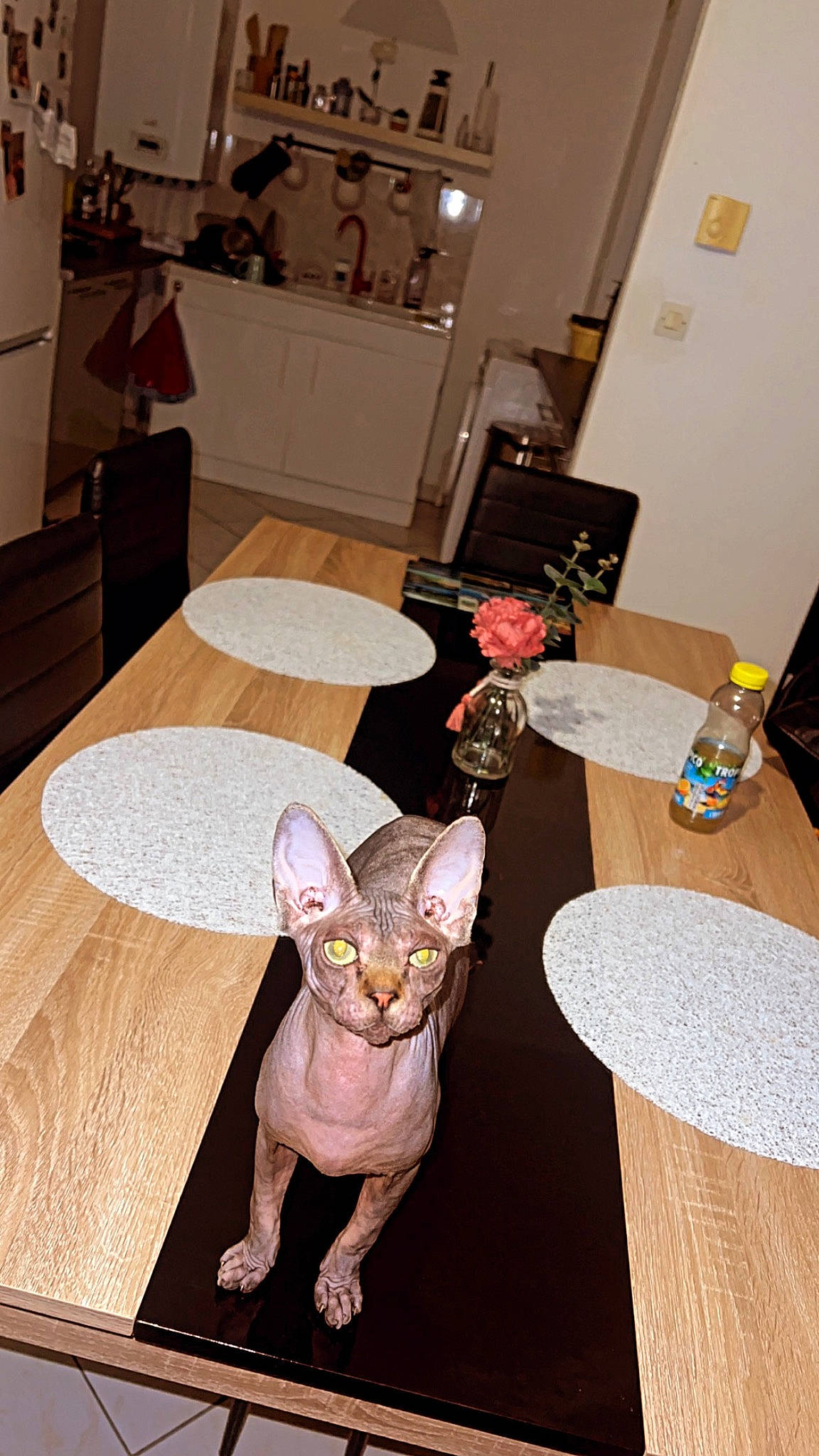 Tarzan a rejoint le concours — aidez-le/la à gagner de superbes lots ! cabinetry, carnivore, comfort, companion_dog, dog, dog_breed, drawer, fawn, felidae, floor, flooring, furniture, grey, hardwood, interior_design, linens, living_room, plant, table, wood