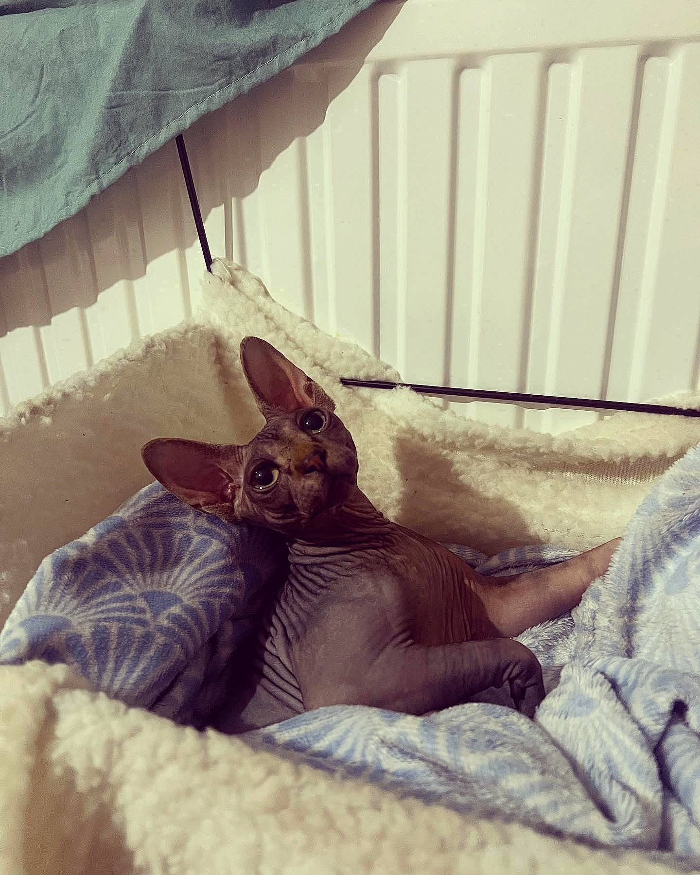 Tarzan a rejoint le concours — aidez-le/la à gagner de superbes lots ! bed, canidae, carnivore, comfort, companion_dog, dog_breed, ear, fawn, felidae, fur, human_body, linens, mammal, rabbits_and_hares, small_to_medium_sized_cats, snout, tail, tints_and_shades, whiskers, wood