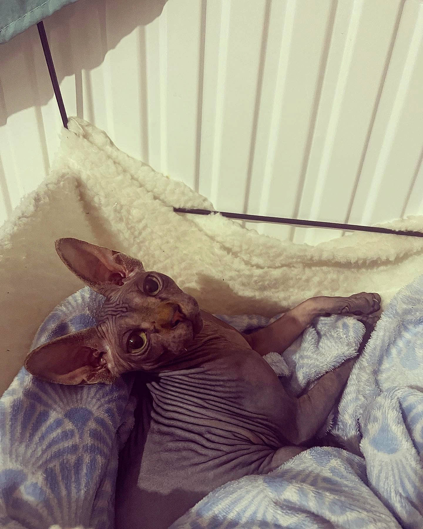 Tarzan participe au concours pour gagner de l'argent avec cette photo : bed, bed_sheet, bedding, bedroom, comfort, companion_dog, fawn, felidae, fur, happy, human_leg, linens, metal, paw, room, small_to_medium_sized_cats, square, visual_arts, whiskers, wood