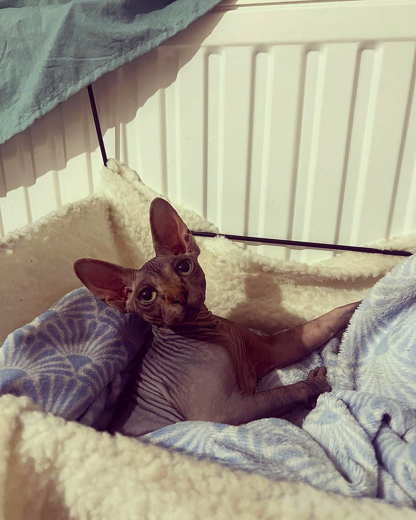 Tarzan participe au concours pour gagner de l'argent avec cette photo : bed, carnivore, comfort, companion_dog, dog, dog_breed, ear, fawn, felidae, fur, furniture, human_leg, linens, mammal, small_to_medium_sized_cats, snout, tail, tints_and_shades, toy_dog, whiskers