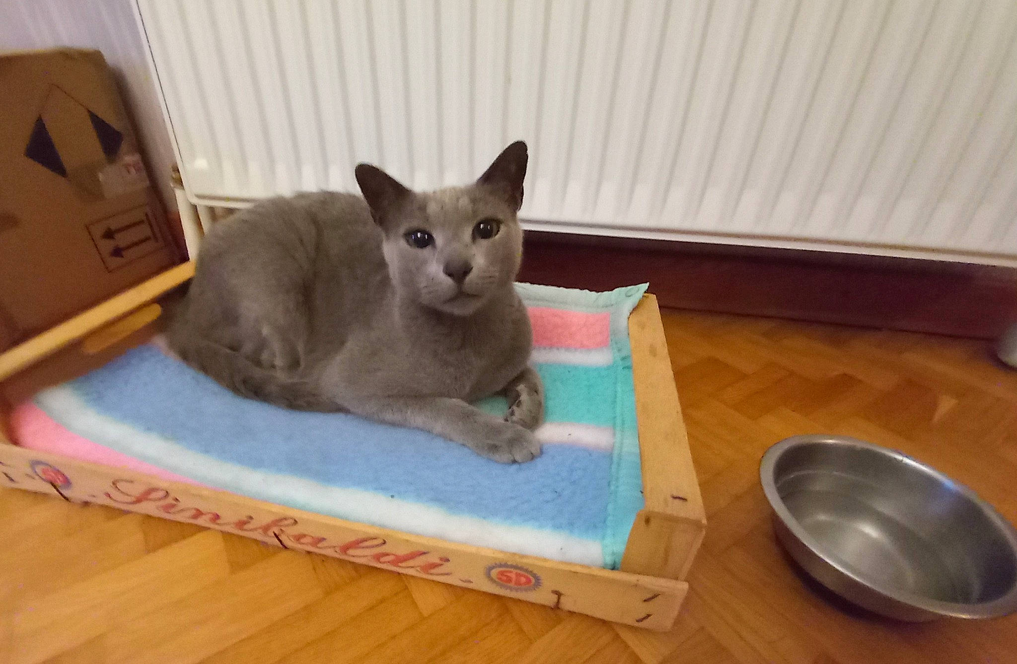 Youri a rejoint le concours — aidez-le/la à gagner de superbes lots ! box, carnivore, cat, cat_supply, comfort, dishware, domestic_short_haired_cat, felidae, flooring, hardwood, kitchen_utensil, pet_supply, room, russian_blue, serveware, shipping_box, small_to_medium_sized_cats, tableware, whiskers, wood