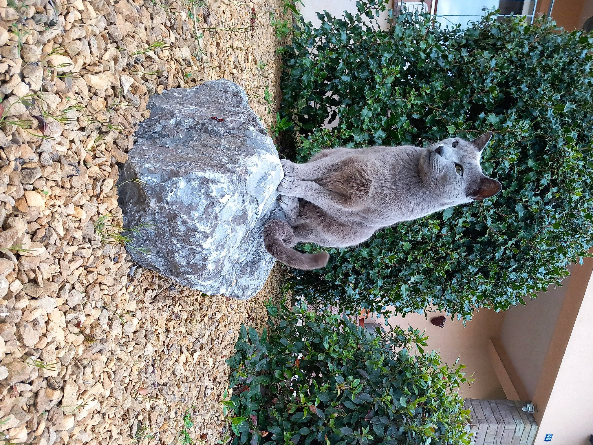 Youri participe au concours pour gagner de l'argent avec cette photo : art, bedrock, concrete, garden, grass, groundcover, landscape, landscaping, lawn_ornament, plant, road_surface, rock, sculpture, shrub, soil, statue, tail, tree, wood