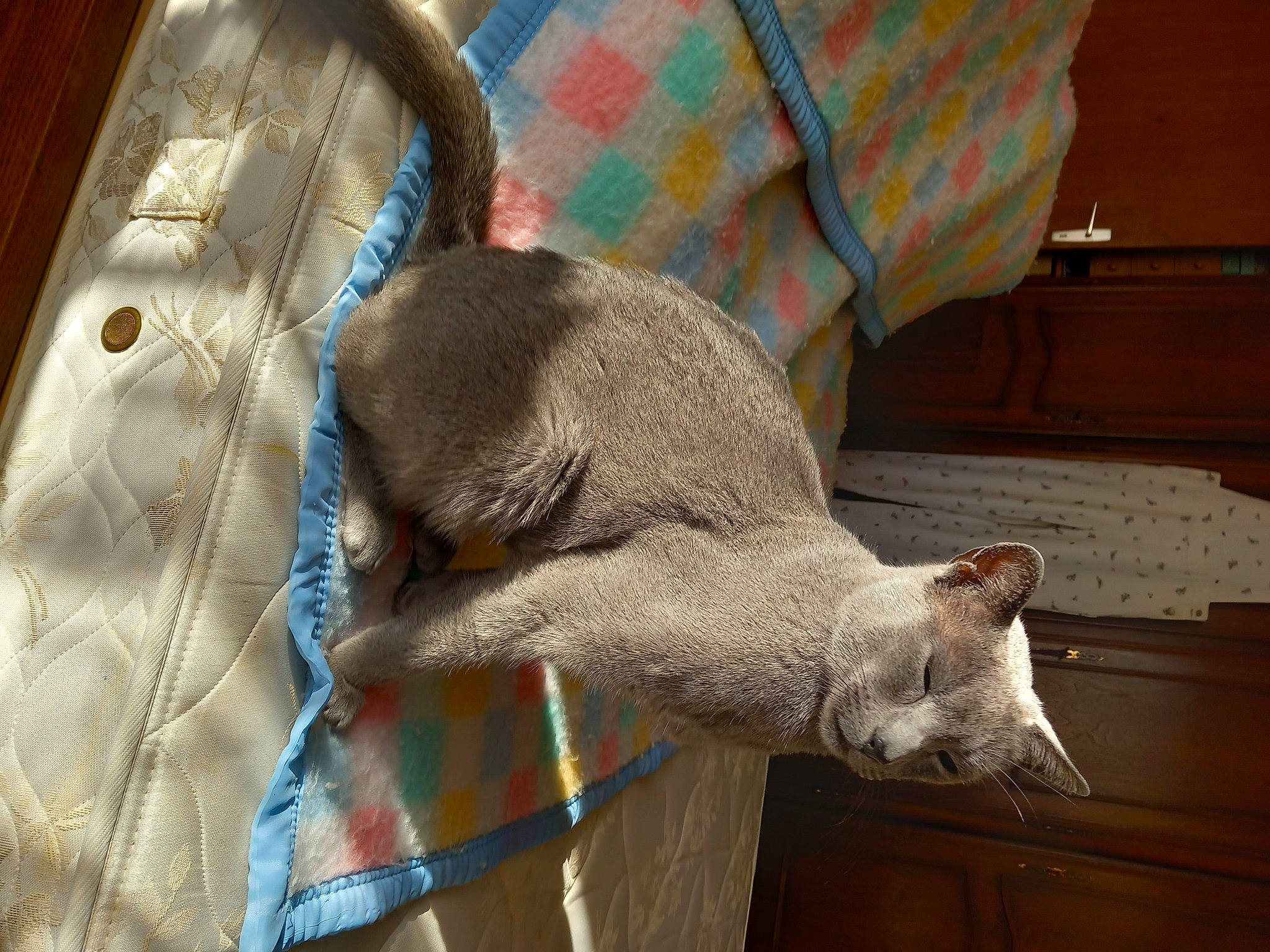 Youri participe au concours pour gagner de l'argent avec cette photo : carnivore, cat, comfort, domestic_short_haired_cat, fawn, felidae, fur, linens, pattern, sleeve, small_to_medium_sized_cats, tail, terrestrial_animal, whiskers, wood, wool, working_animal