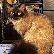 Spanky is registered to the contest to win money with this photo: cat, siamese, fluffy, blue_eyes, sitting, indoor, furniture, book, vase, shelf, clutter, brown_fur, whiskers, domestic_animal, pet, table, curious, looking, household, portrait