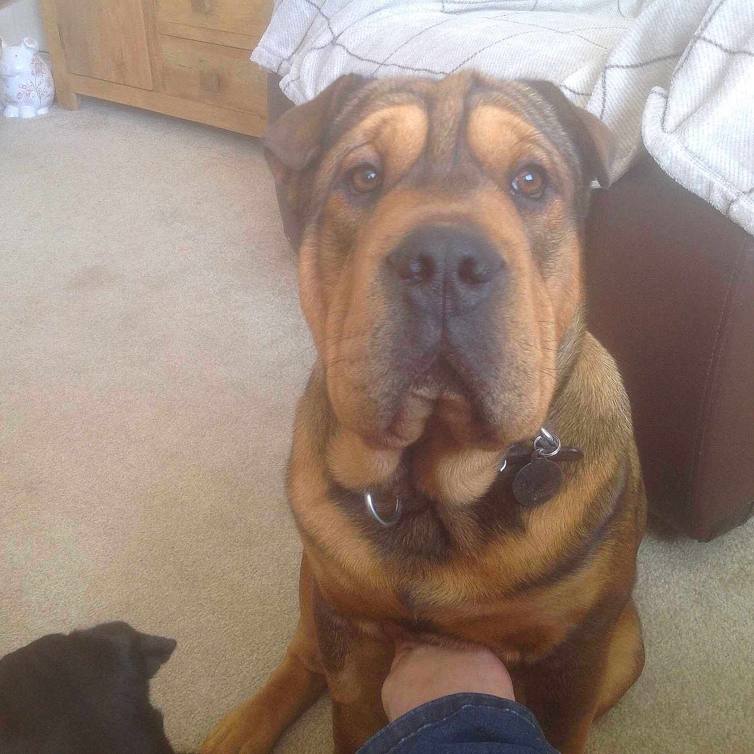 Thor is registered to the contest to win money with this photo: