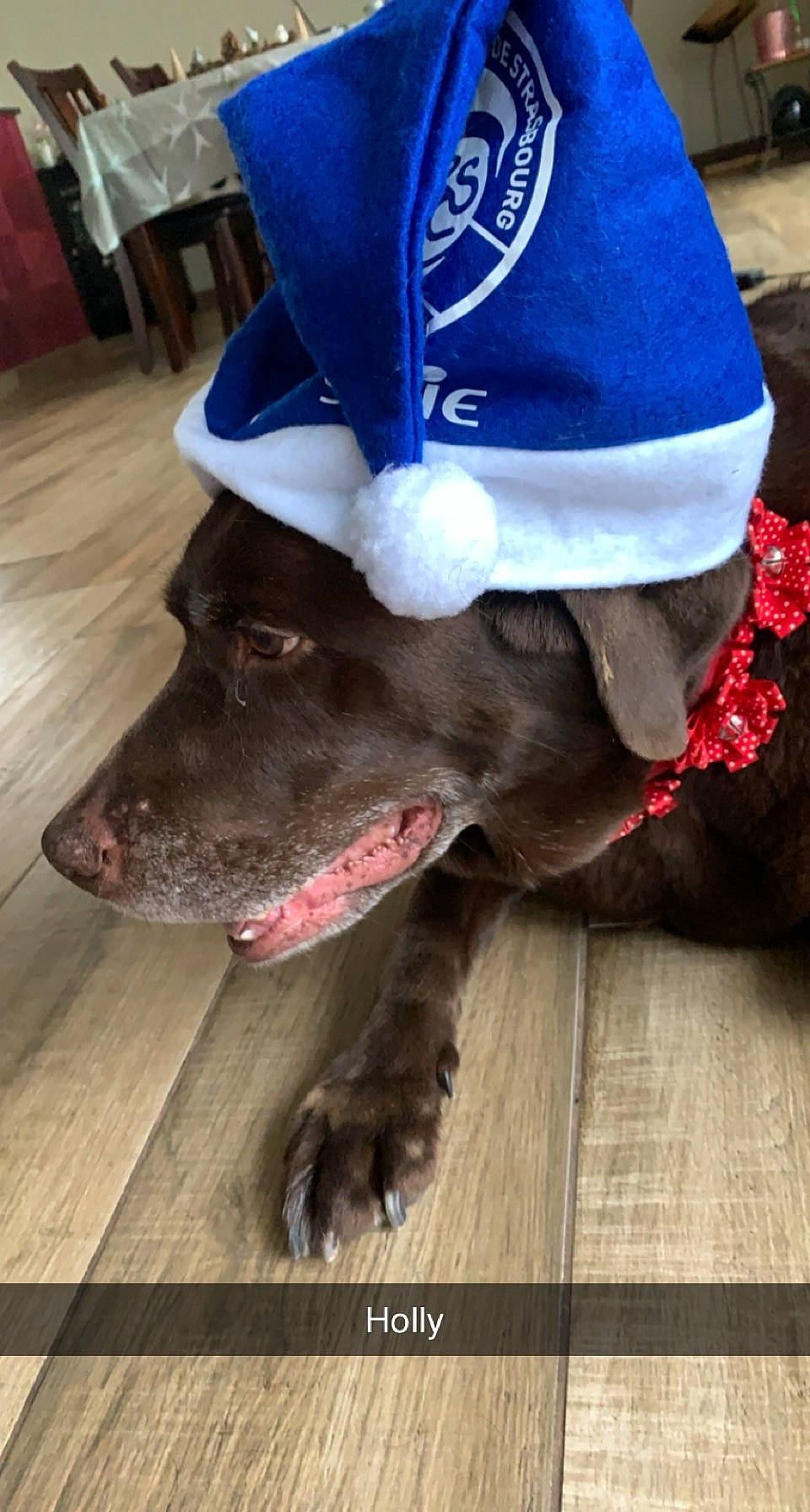 Holly a rejoint le concours — aidez-le/la à gagner de superbes lots ! baseball_cap, cap, carnivore, collar, companion_dog, costume_hat, dog, dog_breed, dog_collar, electric_blue, fawn, flooring, hat, leash, red, snout, sporting_group, sun_hat, wood, working_animal