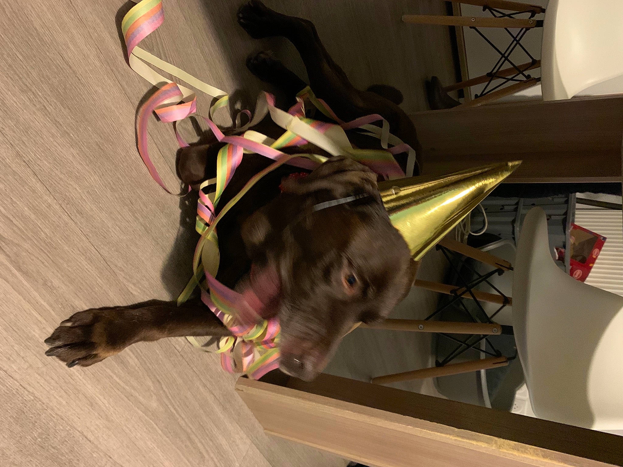 Holly a rejoint le concours — aidez-le/la à gagner de superbes lots ! audio_equipment, auto_part, automotive_design, automotive_exterior, carnivore, companion_dog, dog, dog_breed, electrical_wiring, eyewear, fashion_accessory, fawn, flooring, liver, personal_protective_equipment, snout, sporting_group, vehicle_door, wood, working_animal