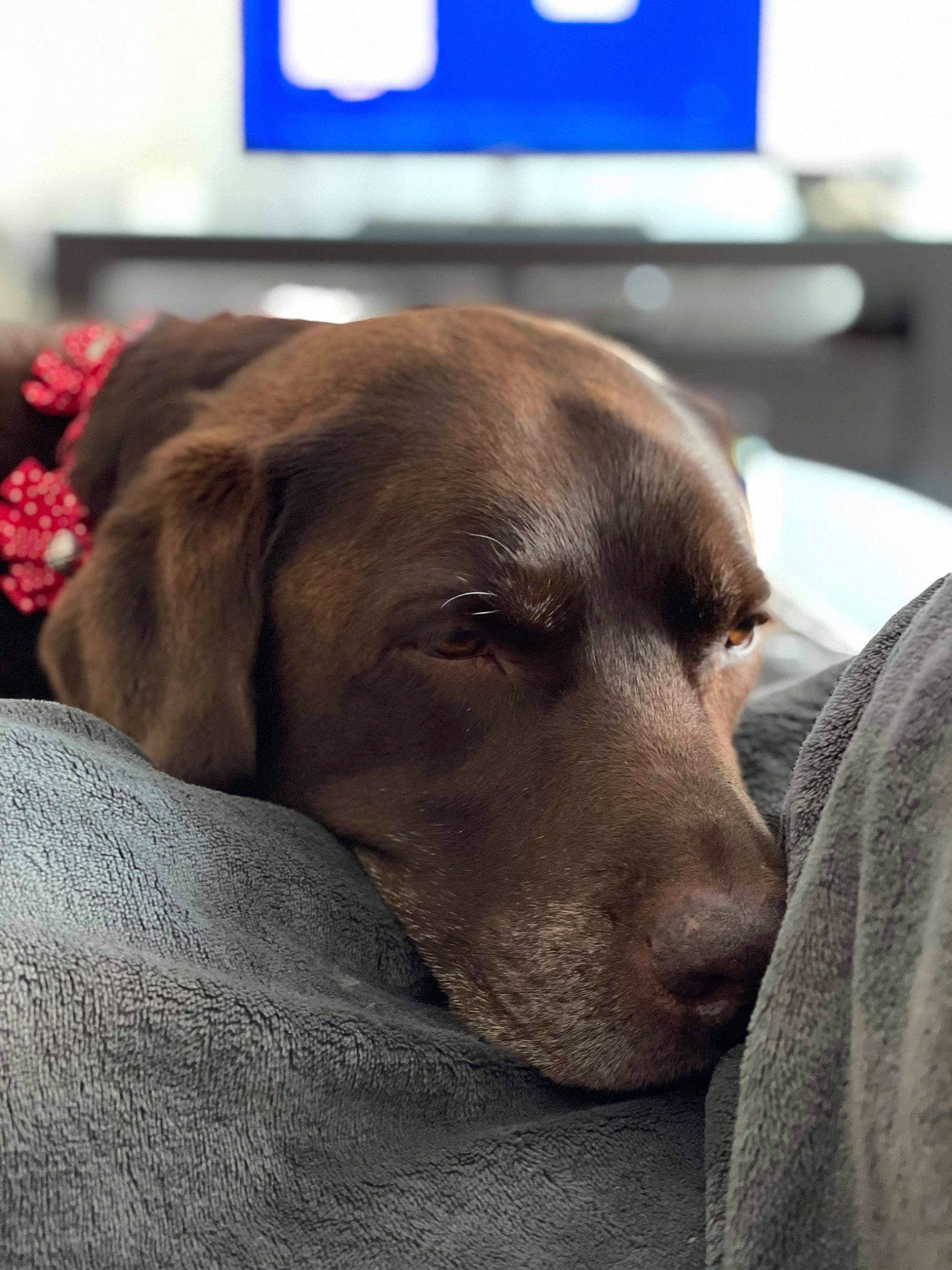 Holly participe au concours pour gagner de l'argent avec cette photo : carnivore, comfort, companion_dog, computer, desk, dog, dog_breed, fawn, fur, guard_dog, liver, peripheral, retriever, selfie, sporting_group, table, weimaraner, whiskers, working_animal