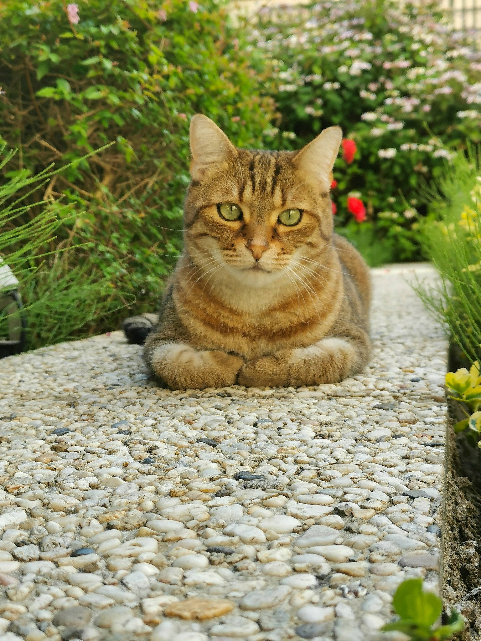 Fauve a rejoint le concours — aidez-le/la à gagner de superbes lots ! asphalt, carnivore, cat, cobblestone, domestic_short_haired_cat, fawn, felidae, flagstone, flooring, flower, grass, groundcover, organism, plant, road, road_surface, small_to_medium_sized_cats, snout, tree, whiskers