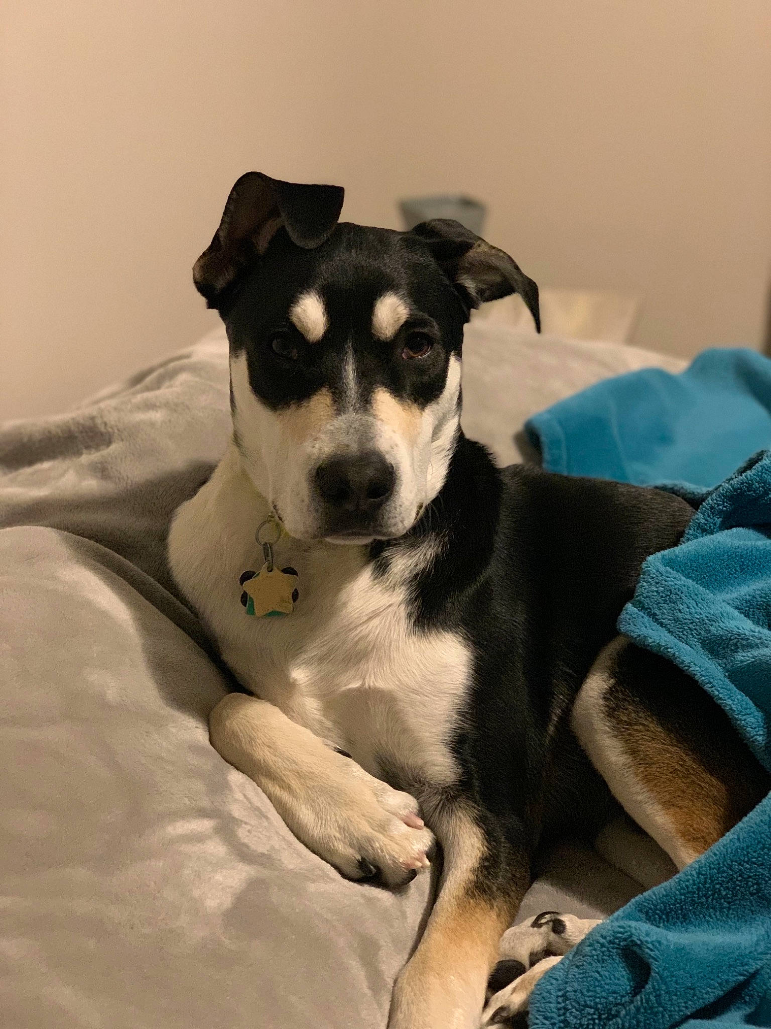 Sitka is registered to the contest to win money with this photo: canidae, carnivore, danish_swedish_farmdog, dog, dog_breed, feist, mammal, potcake_dog, puppy, rat_terrier, snout, sporting_group, vertebrate, whiskers