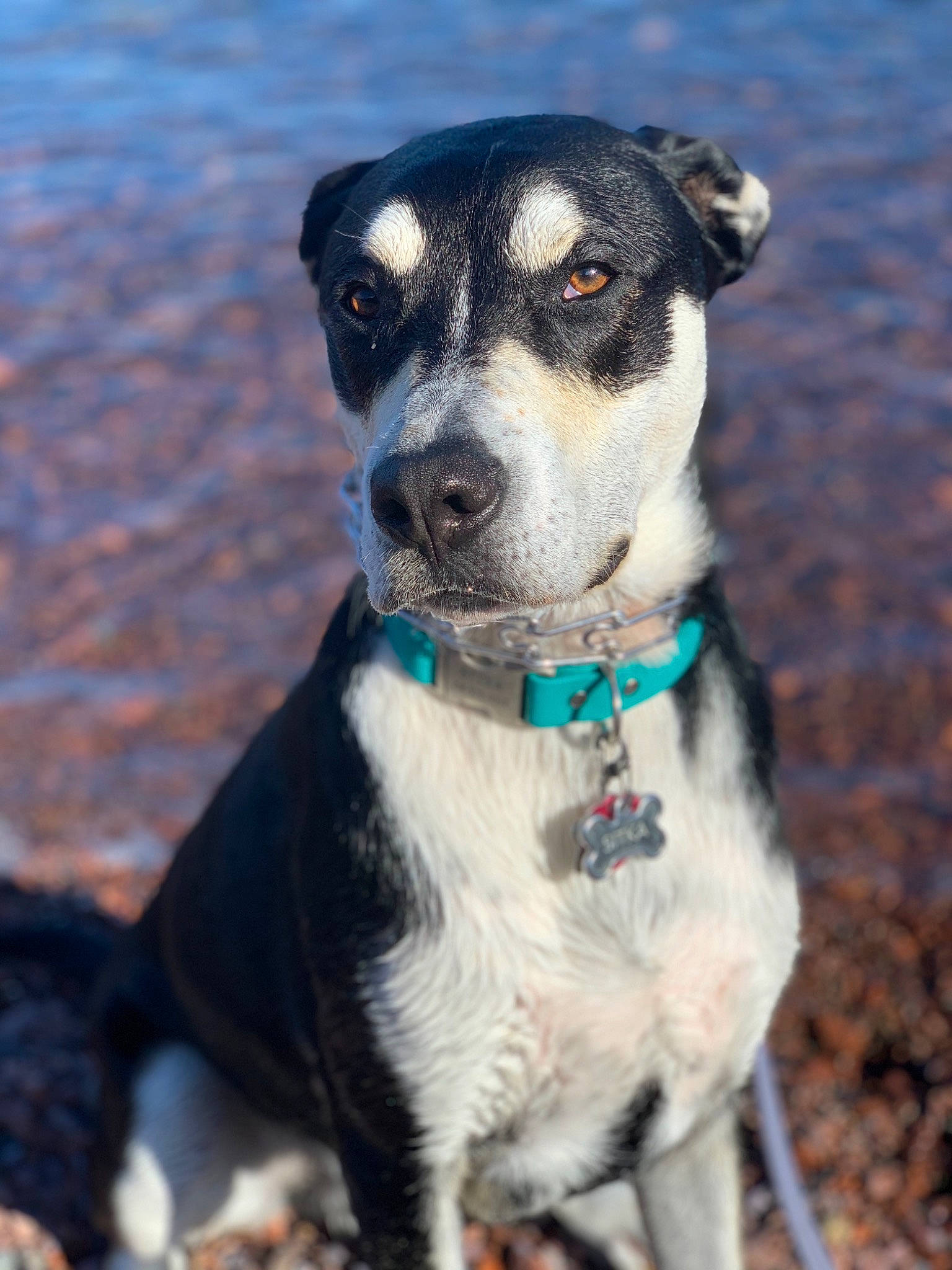 Sitka is registered to the contest to win money with this photo: canidae, carnivore, companion_dog, danish_swedish_farmdog, dog, dog_breed, feist, mammal, potcake_dog, puppy, rare_breed_dog, rat_terrier, ratonero_bodeguero_andaluz, snout, sporting_group, terrier, whiskers