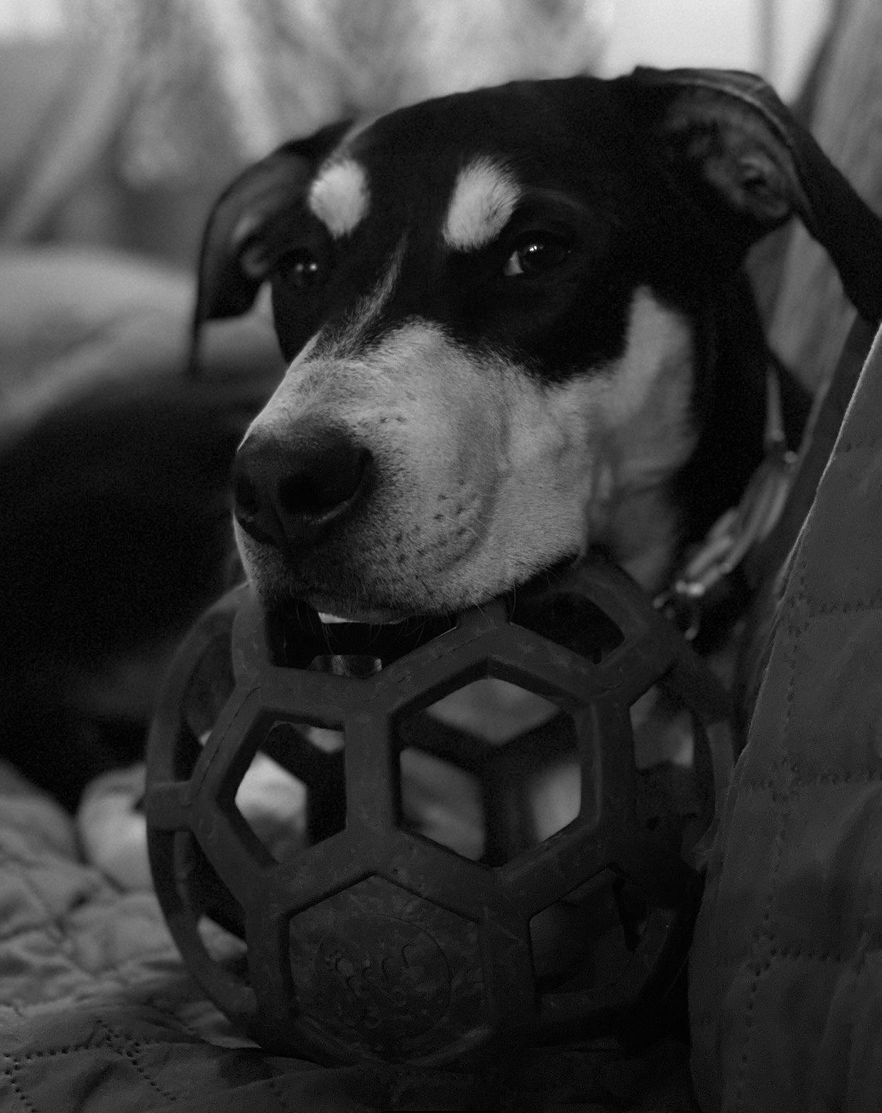 Sitka is registered to the contest to win money with this photo: black, black_and_white, canidae, carnivore, dog, dog_breed, monochrome, nose, puppy, snout, sporting_group, street_dog, style, whiskers, white