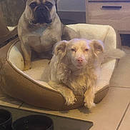 Akita a rejoint le concours — aidez-le/la à gagner de superbes lots ! animal, brown_dog, canine, companionship, cute, dog, domestic, ears, floor_mat, food_bowl, fur, furniture, home, indoor, pet_bed, relaxed, resting, tile_floor, two_dogs, white_dog