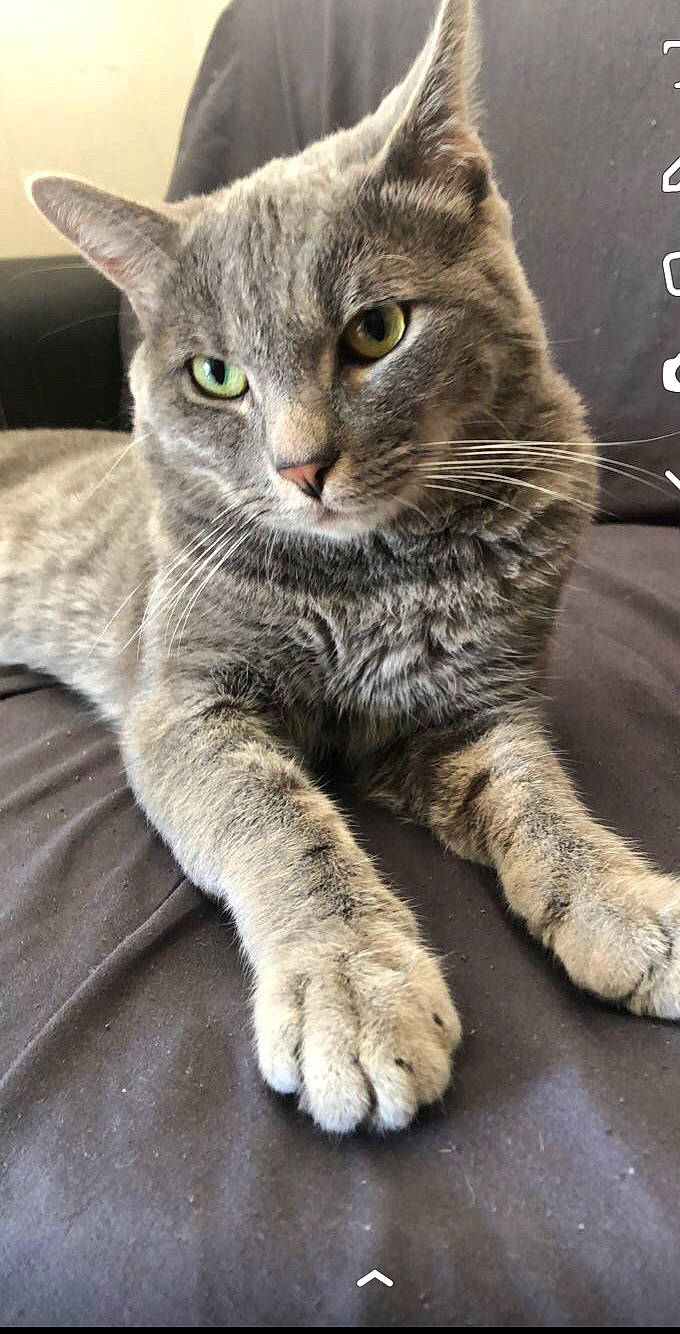 Galipette participe au concours pour gagner de l'argent avec cette photo : carnivore, cat, claw, domestic_short_haired_cat, felidae, fur, grey, paw, photo_caption, sitting, small_to_medium_sized_cats, snout, tail, terrestrial_animal, whiskers, wildlife