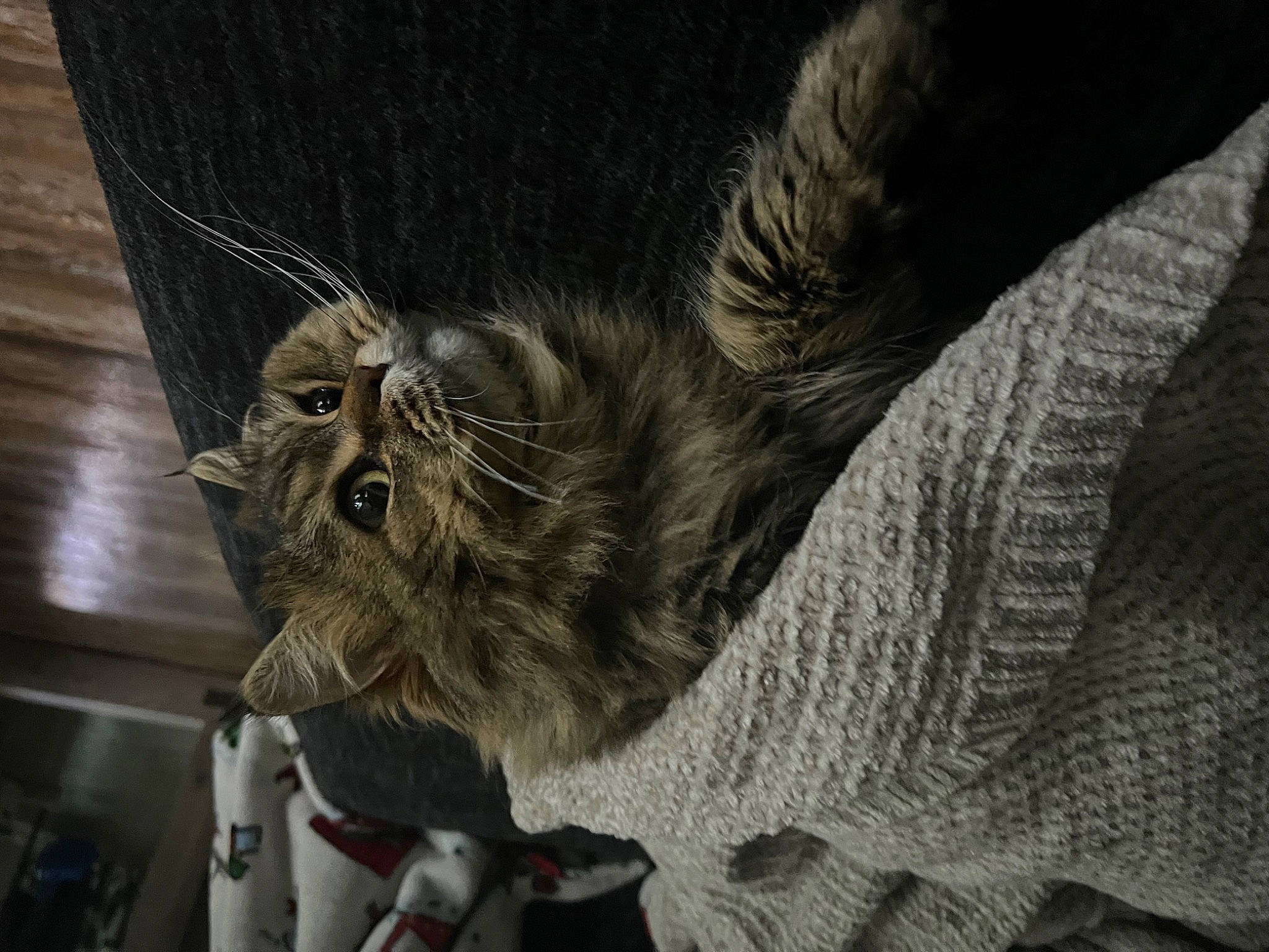 Hercules joined the competition — help win amazing prizes! canidae, cat, claw, close_up, darkness, dog_breed, domestic_short_haired_cat, felidae, fur, grey, paw, small_to_medium_sized_cats, snout, tail, terrestrial_animal, whiskers, wildlife, wood, working_animal, wrinkle