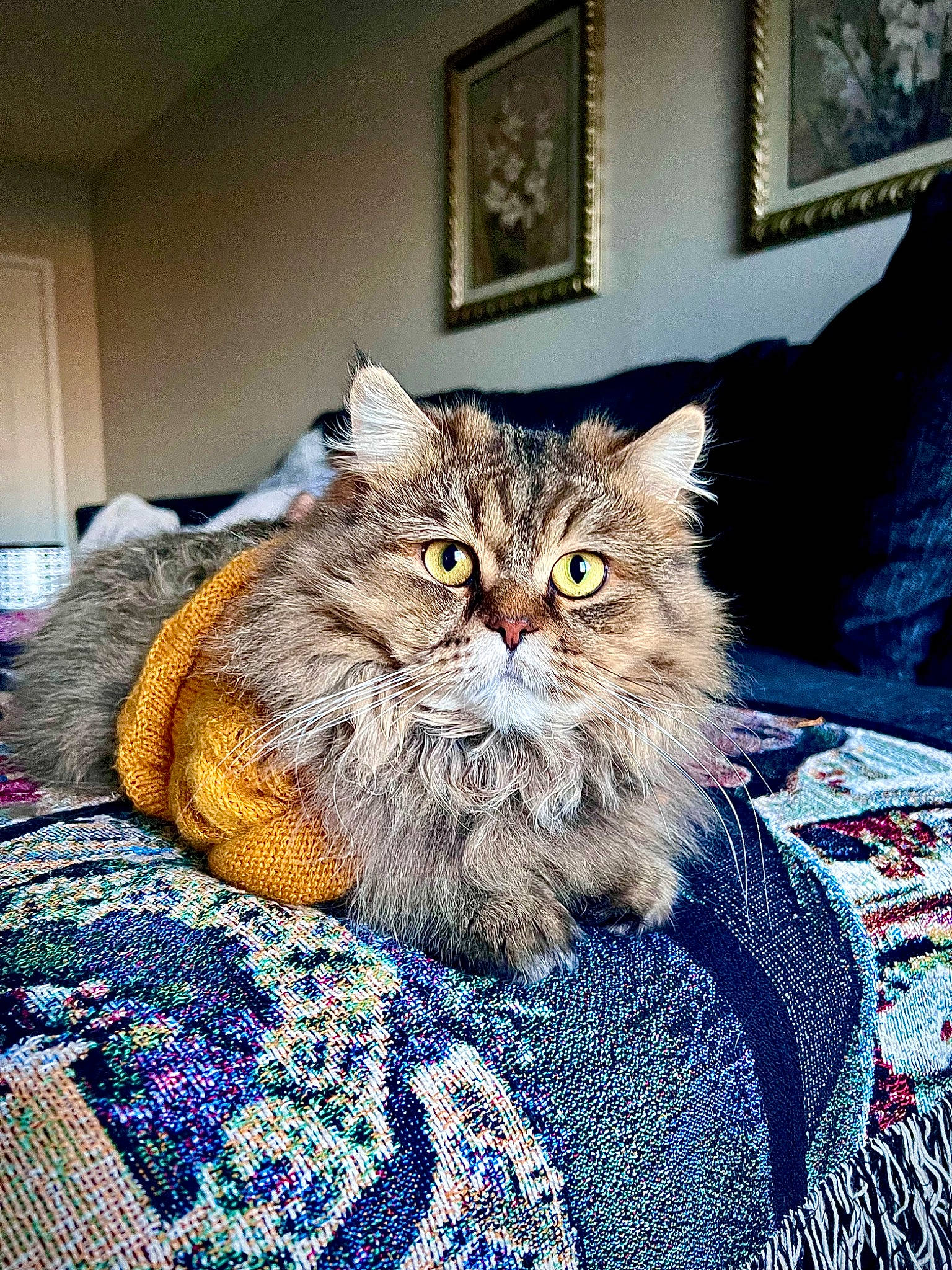 Hercules is registered to the contest to win money with this photo: british_longhair, carnivore, cat, chair, comfort, domestic_short_haired_cat, felidae, fur, grey, picture_frame, plant, sitting, small_to_medium_sized_cats, snout, terrestrial_animal, whiskers