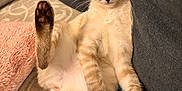 Abby a rejoint le concours — aidez-le/la à gagner de superbes lots ! kitten, cat, pet, feline, cute, relaxed, indoor, sofa, blanket, tail, paw, fur, striped, curious, young, animal, mammal, home, comfortable, resting