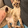 kitten, cat, pet, feline, cute, relaxed, indoor, sofa, blanket, tail, paw, fur, striped, curious, young, animal, mammal, home, comfortable, resting