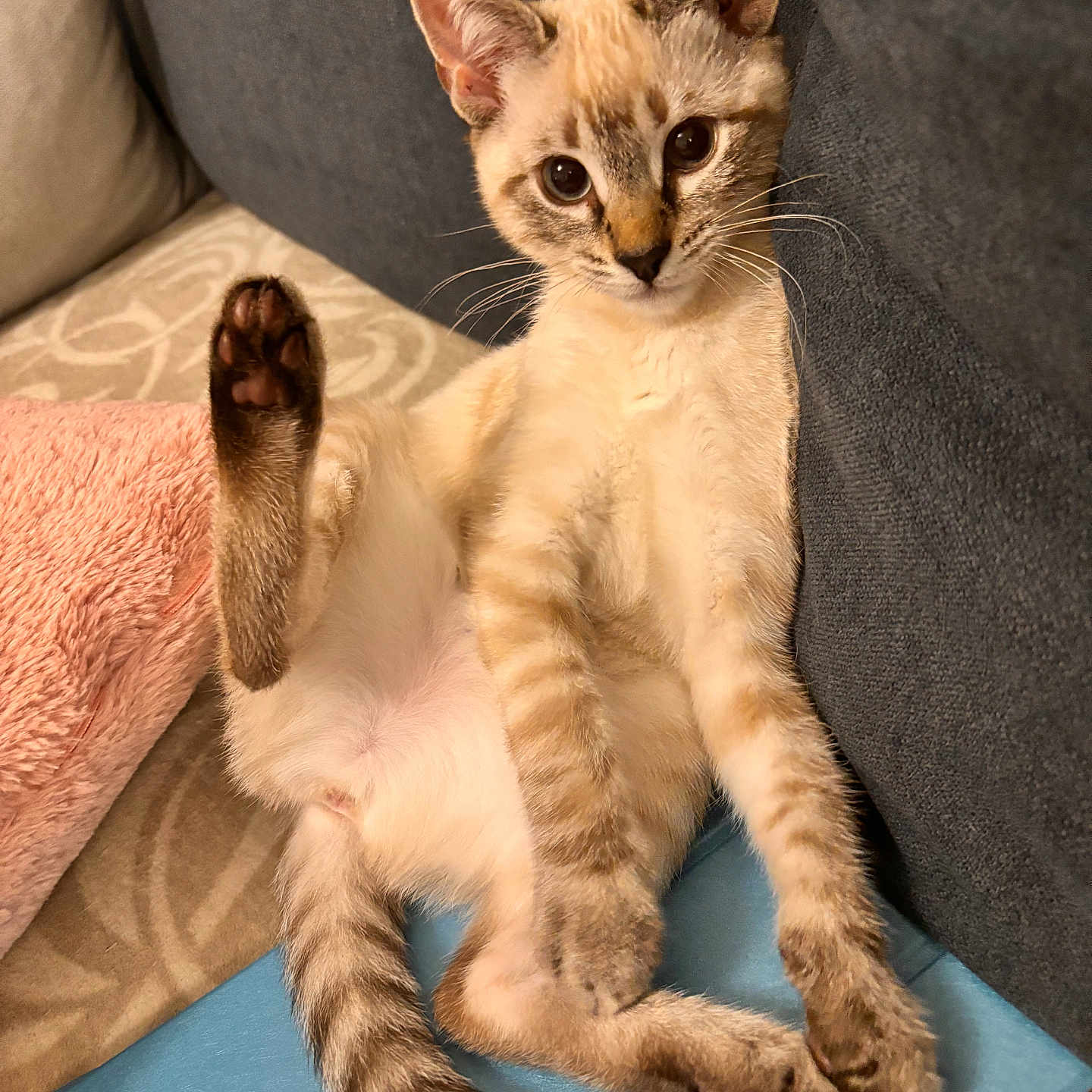 Abby a rejoint le concours — aidez-le/la à gagner de superbes lots ! animal, blanket, cat, comfortable, curious, cute, feline, fur, home, indoor, kitten, mammal, paw, pet, relaxed, resting, sofa, striped, tail, young
