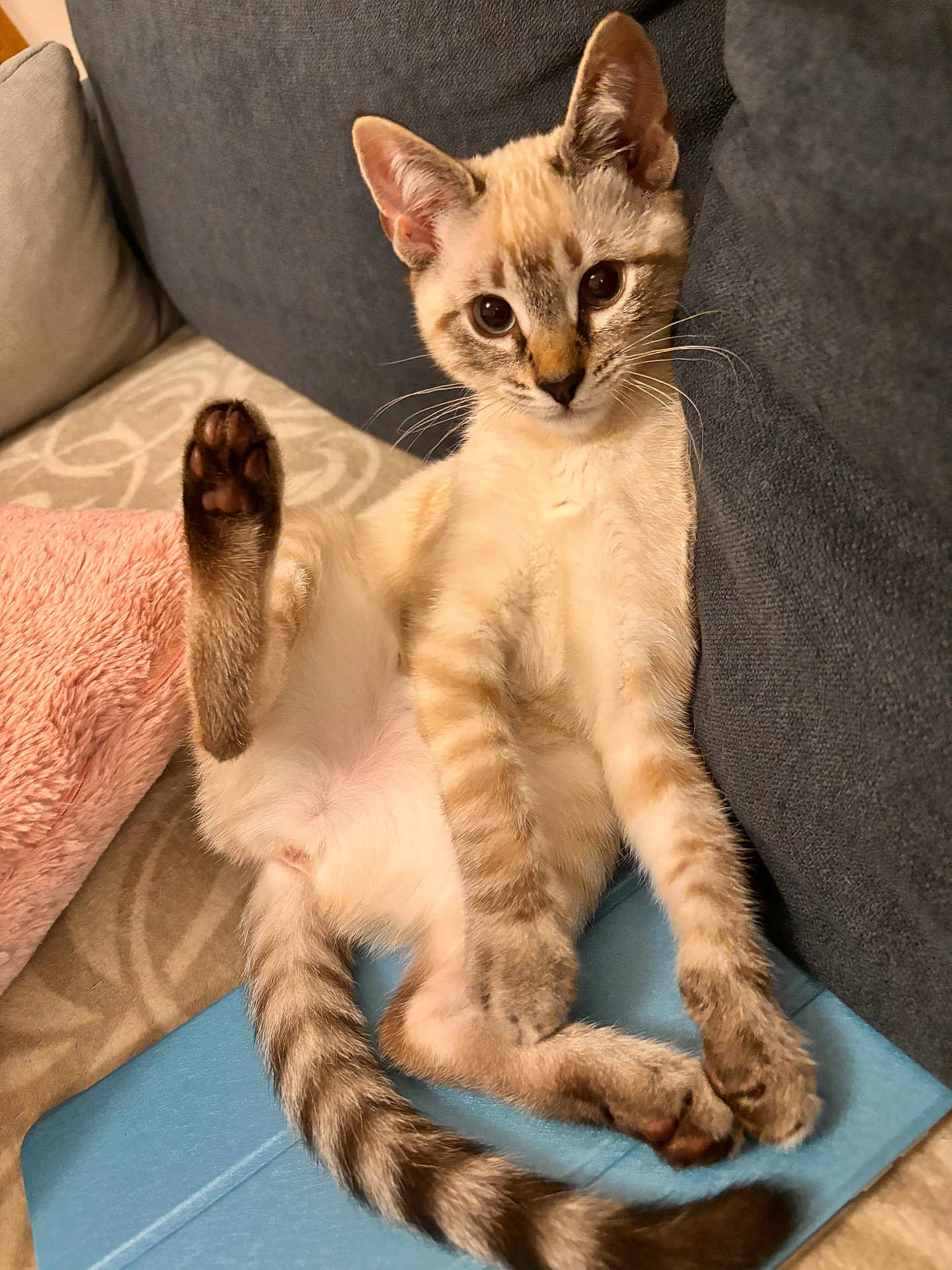 Abby a rejoint le concours — aidez-le/la à gagner de superbes lots ! kitten, cat, pet, feline, cute, relaxed, indoor, sofa, blanket, tail, paw, fur, striped, curious, young, animal, mammal, home, comfortable, resting