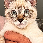 Abby participe au concours pour gagner de l'argent avec cette photo : kitten, cat, animal, pet, close_up, blue_eyes, fur, whiskers, ears, hand, human_hand, ring, holding, domestic_animal, cute, portrait, indoor, gray_background, young, feline