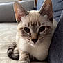 Abby a rejoint le concours — aidez-le/la à gagner de superbes lots ! kitten, cat, pet, close_up, ears, whiskers, fur, indoor, couch, blanket, relaxing, animal, cute, young, face, paw, tabby, soft, domestic, feline