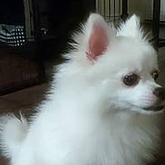 Angel is registered to the contest to win money with this photo: dog, white_dog, fluffy, small_dog, pomeranian, pet_cage, water_bottles, wooden_floor, indoor, pet, animal, fur, ears, sitting, floor, cage, container, bottle, domestic, cute