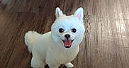 Angel is registered to the contest to win money with this photo: dog, white_dog, small_dog, fluffy, happy, smiling, indoor, wooden_floor, glass_table, metal_legs, pet, cute, animal, sitting, looking_up, tongue_out, floor, fur, companion, domestic_animal