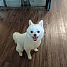dog, white_dog, small_dog, fluffy, happy, smiling, indoor, wooden_floor, glass_table, metal_legs, pet, cute, animal, sitting, looking_up, tongue_out, floor, fur, companion, domestic_animal