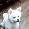 dog, white_dog, small_dog, fluffy, pet, indoors, wooden_floor, ears, animal, canine, cute, domestic_animal, looking_away, sitting, fur, companion, house, floor, cabinet, curious