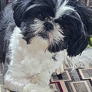 Fletch joined the competition — help win amazing prizes! dog, black_and_white, fluffy, pet, indoor, carpet, patterned_rug, fur, cute, animal, canine, laying_down, portrait, companion, domestic_animal, relaxed, close_up, friendly, household, curious