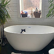 Lilly is registered to the contest to win money with this photo: basket, bathroom, bathtub, black_and_white_cat, cat, clean, cozy, curious, floor, home_interior, indoor, modern, natural_light, pet, plants, rug, toiletries, trees, window, wooden_wall
