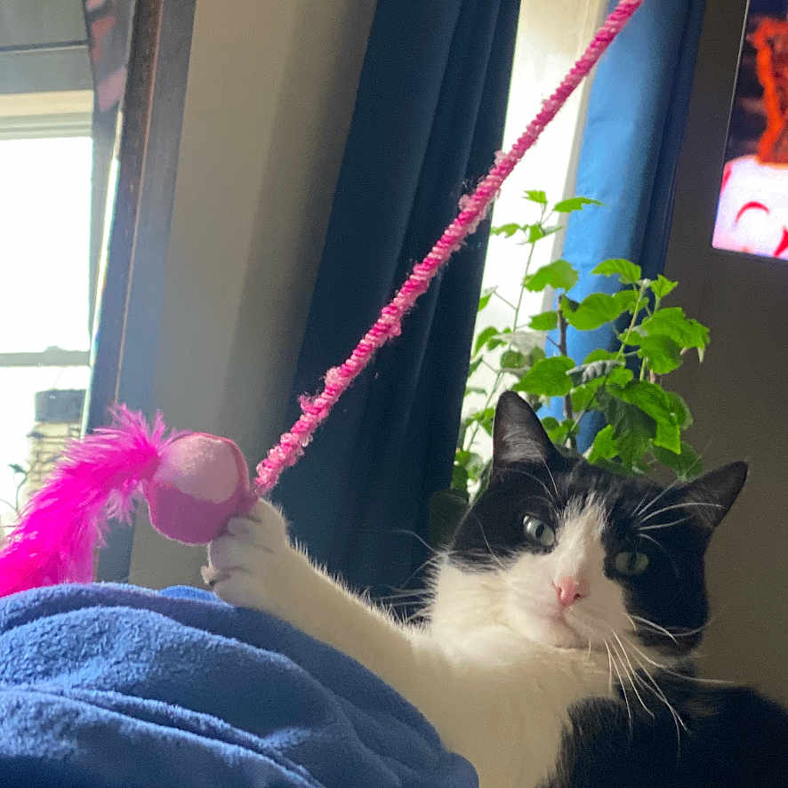 Lilly is registered to the contest to win money with this photo: animal, black_and_white, blue_blanket, cat, cozy, curtain, cute, domestic, feather, feline, home, indoor, paw, pet, plant, playing, relaxed, resting, toy, window