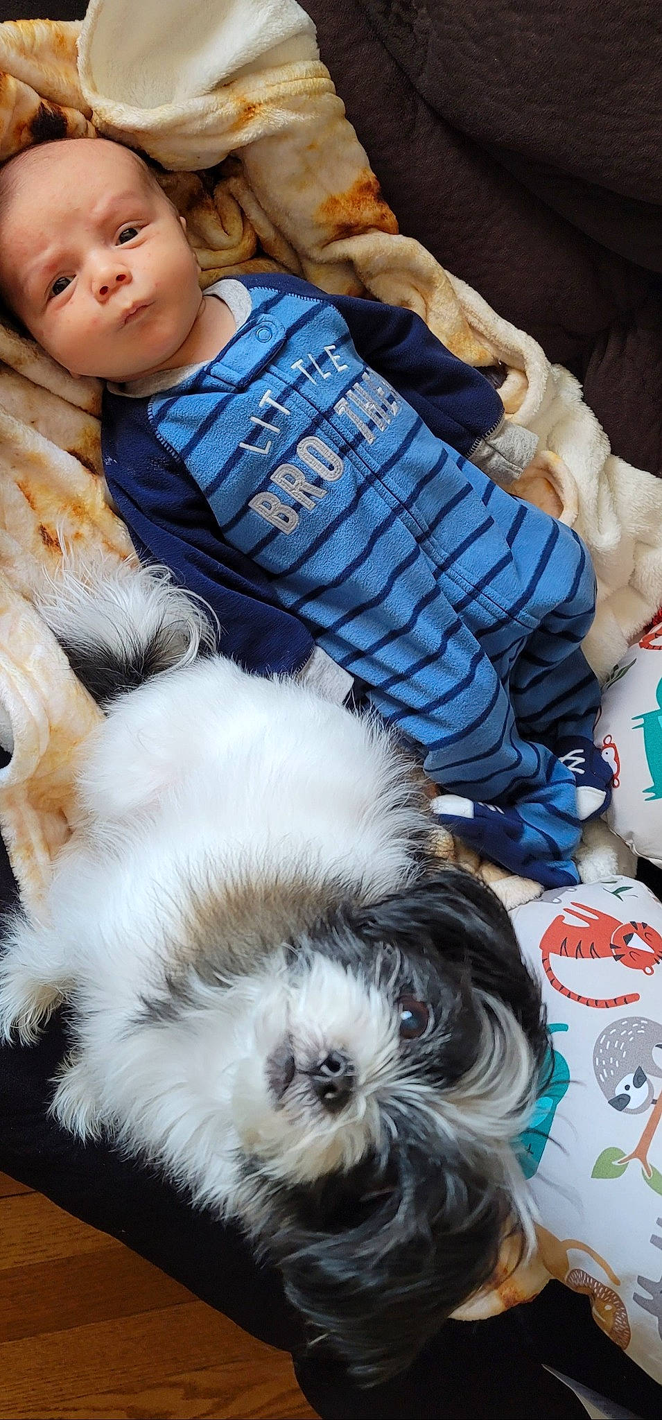 Iker joined the competition — help win amazing prizes! baby, baby_toddler_clothing, blue, canidae, carnivore, child, companion_dog, couch, dog, dog_breed, fashion_accessory, fur, happy, pattern, person, sitting, sporting_group, textile, toddler, toy_dog