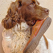 Lenon participe au concours pour gagner de l'argent avec cette photo : alert, animal, brown_and_white, canine, close_up, dog, floppy_ears, funny, fur, holding_object, long_hair, mouth, outdoor, pet, photography, portrait, profile, shoe, wall, watermark