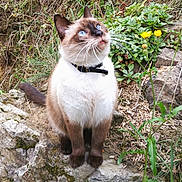 Jimmy a rejoint le concours — aidez-le/la à gagner de superbes lots ! animal, blue_eyes, cat, close_up, collar, curious, daylight, fur, grass, greenery, moss, nature, outdoor, pet, rock, siamese_cat, sitting, whiskers, wildlife, yellow_flower