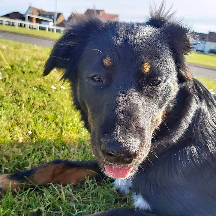 Polah participe au concours pour gagner de l'argent avec cette photo : australian_collie, border_collie, canidae, carnivore, companion_dog, dog, dog_breed, english_shepherd, grass, huntaway, mammal, nose, rare_breed_dog, snout, sporting_group, street_dog, vertebrate, working_dog