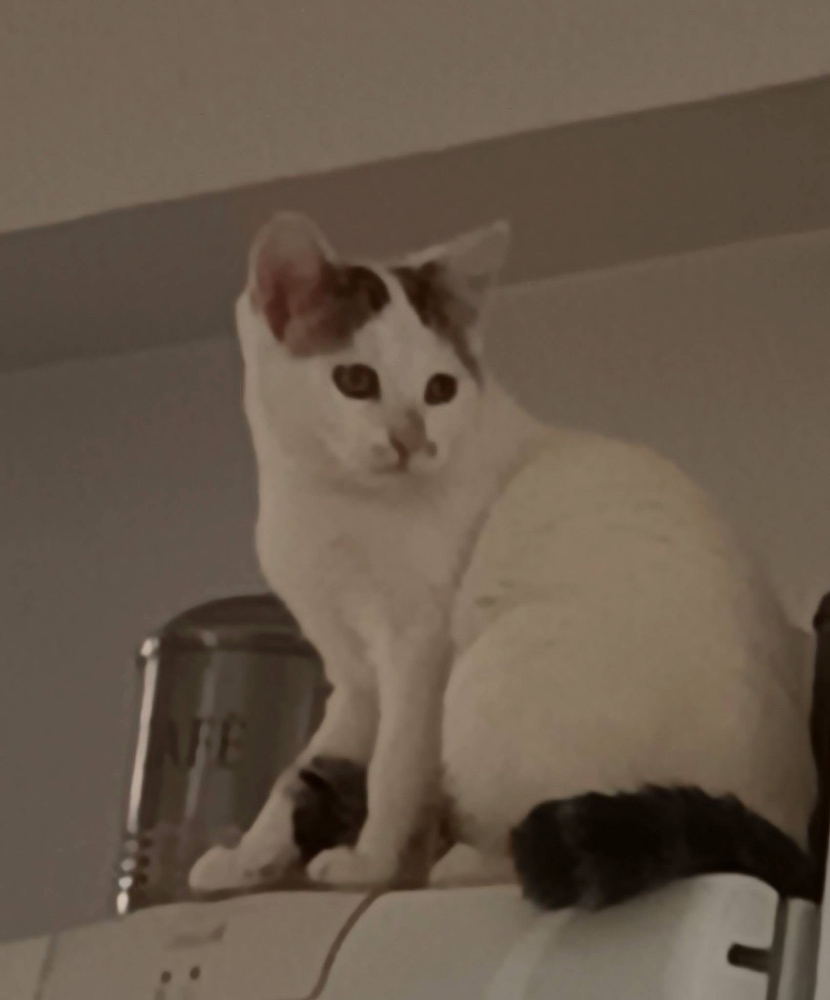 Dobby a rejoint le concours — aidez-le/la à gagner de superbes lots ! carnivore, cat, comfort, domestic_short_haired_cat, eye, felidae, fur, head, iris, paw, sitting, small_to_medium_sized_cats, snout, tail, whiskers