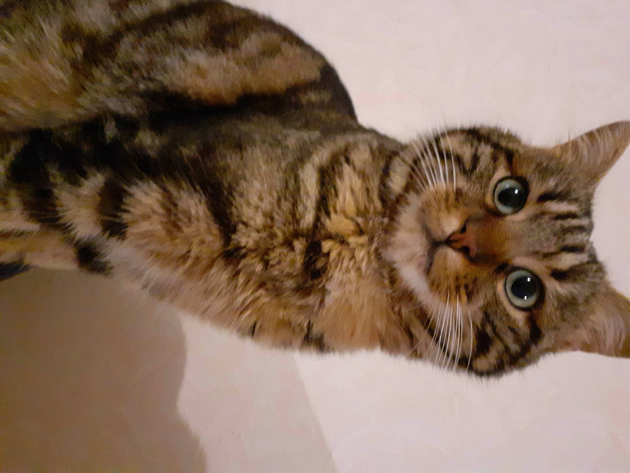 Dobby a rejoint le concours — aidez-le/la à gagner de superbes lots ! carnivore, cat, claw, domestic_short_haired_cat, felidae, fur, paw, small_to_medium_sized_cats, tail, terrestrial_animal, whiskers, wildlife